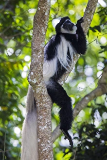 Africa. Tanzania. Black and White Colobus, also known as mantled guereza (Colobus Africa. Tanzania. Black and White Colobus, also known as mantled guereza (Colobus