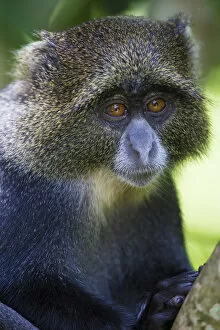 Tanzania Gallery: Africa. Tanzania. Blue Monkey, or diademed monkey (Cercopithecus mitis) at Arusha NP