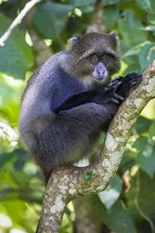Images Dated 25th January 2016: Africa. Tanzania. Blue Monkey, or diademed monkey (Cercopithecus mitis) at Arusha NP