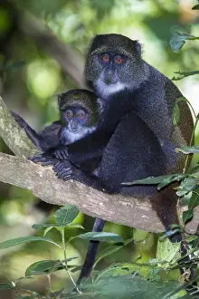 Images Dated 25th January 2016: Africa. Tanzania. Blue Monkey, or diademed monkey (Cercopithecus mitis) female with