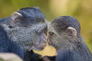 Images Dated 26th July 2008: Africa. Tanzania. Blue Monkey mother with young at Manyara NP