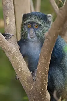 Images Dated 26th July 2008: Africa. Tanzania. Blue Monkey (Sykes Monkey) at Manyara NP
