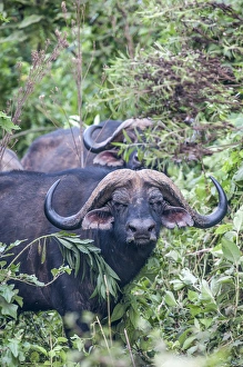 Lee Klopfer Prints: Africa, Tanzania, buffalo