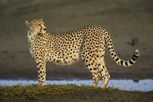 Tanzania Collection: Africa. Tanzania. Cheetah (Acinonyx jubatus) at Ndutu in Serengeti NP