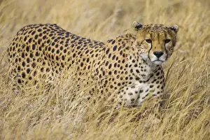 Africa. Tanzania. Cheetah (Acinonyx jubatus) hunting on the plains of the Serengeti