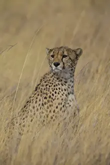 Images Dated 9th August 2013: Africa. Tanzania. Cheetah (Acinonyx jubatus) hunting on the plains of the Serengeti
