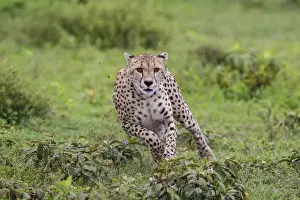Images Dated 1st February 2016: Africa. Tanzania. Cheetah (Acinonyx jubatus) hunting on the plains of the Serengeti