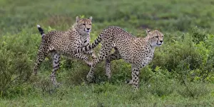Images Dated 1st February 2016: Africa. Tanzania. Cheetah (Acinonyx jubatus) hunting on the plains of the Serengeti