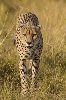 Images Dated 12th August 2013: Africa. Tanzania. Cheetah (Acinonyx jubatus) hunting on the plains of the Serengeti