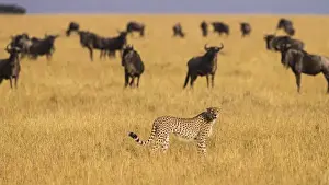 Africa. Tanzania. Cheetah (Acinonyx jubatus) hunting on the plains of the Serengeti