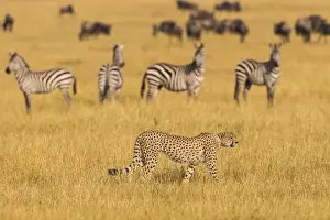 Africa. Tanzania. Cheetah (Acinonyx jubatus) hunting on the plains of the Serengeti