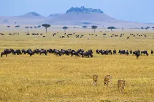 Tanzania Prints: Africa. Tanzania. Cheetah (Acinonyx jubatus) hunting on the plains of the Serengeti
