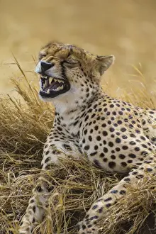 Images Dated 9th August 2013: Africa. Tanzania. Cheetah (Acinonyx jubatus) yawning after a hunt on the plains