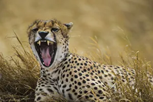 Serengeti Prints: Africa. Tanzania. Cheetah (Acinonyx jubatus) yawning after a hunt on the plains