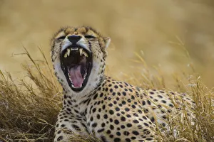 Images Dated 9th August 2013: Africa. Tanzania. Cheetah (Acinonyx jubatus) yawning after a hunt on the plains