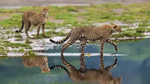 Africa. Tanzania. Cheetahs (Acinonyx jubatus) cross some water at Ndutu in Serengeti NP