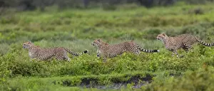 Africa. Tanzania. Cheetahs (Acinonyx jubatus) hunting on the plains of the Serengeti