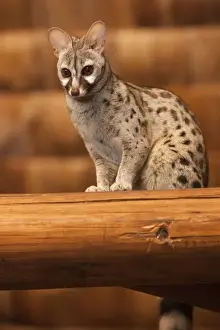 Africa. Tanzania. Civet in the rafters of Ndutu Safari Lodge in the Ngorongoro Conservation Area