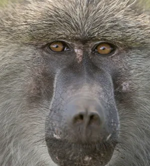 Staring Prints: Africa, Tanzania. Closeup of male baboon