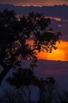 Images Dated 11th August 2013: Africa. Tanzania. Colorful setting sun in Serengeti NP
