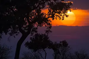 Images Dated 11th August 2013: Africa. Tanzania. Colorful setting sun in Serengeti NP