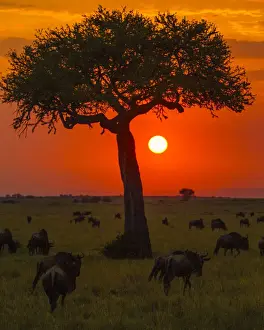 Africa. Tanzania. Colorful setting sun in Serengeti NP