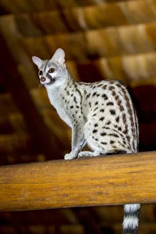 Africa. Tanzania. Common genet (Genetta genetta) at Ndutu Safari Lodge in Serengeti NP