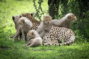 Images Dated 2022: Africa, Tanzania. These cute cheetah cubs snuggle close to their mother in the Ndutu area of the Serengeti