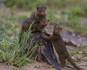 Tanzania Gallery: Africa. Tanzania. Dwarf mongoose family (Helogale parvula) in Tarangire NP
