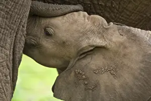 Africa. Tanzania. Elephant mother and calf at Lake Manyara NP