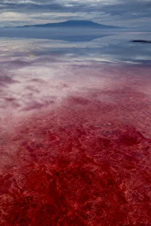 Images Dated 2018 August: Africa, Tanzania, Enhanced contrast aerial view of patterns of red algae