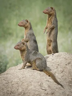 Images Dated 2022: Africa, Tanzania. A family of pygmy mongoose keeps vigil from atop an ant hill in the Serengeti