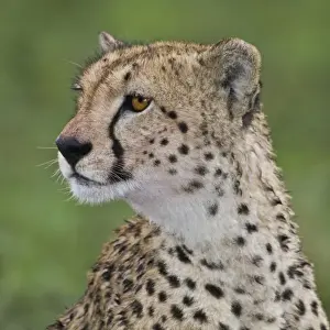 Africa. Tanzania. Female Cheetah at Ndutu in the Ngorongoro Conservation Area