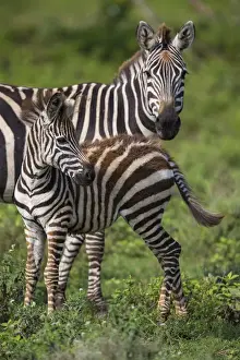 Africa. Tanzania. Female Zebra (Equus quagga) with colt in Serengeti NP