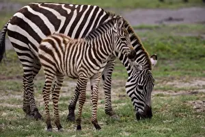Images Dated 3rd February 2014: Africa. Tanzania. Female Zebra (Equus quagga) with colt in Serengeti NP