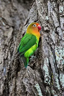 Africa. Tanzania. Fischers lovebird (Agapornis fischeri) in Serengerti NP