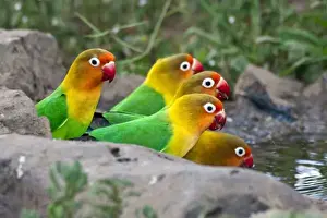 Africa. Tanzania. Fischers Lovebirds drinking at Ndutu in the Ngorongoro Conservation Area