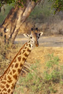 Africa, Tanzania. A giraffe stands under a large tree