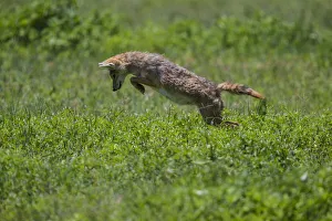 Canis Aureus Prints: Africa. Tanzania. Golden jackal (Canis aureus) hunting in Serengeti NP