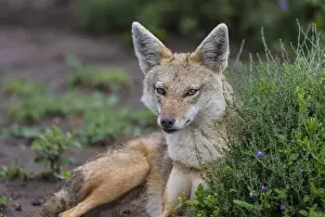 Africa. Tanzania. Golden jackal (Canis aureus) in Serengeti NP