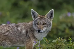 Africa. Tanzania. Golden jackal (Canis aureus) in Serengeti NP