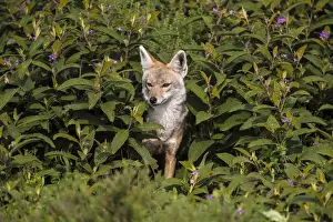 Images Dated 29th January 2016: Africa. Tanzania. Golden jackal (Canis aureus) in Serengeti NP