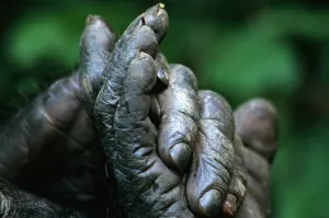 Feet Prints: AFRICA, Tanzania, Gombe Nat l Park, Male Chimpanzee clasps his foot