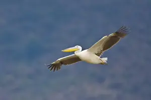 Images Dated 11th August 2008: Africa. Tanzania. Great White Pelican flying in Manyara NP