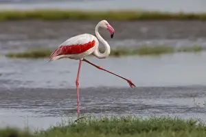 Africa. Tanzania. Greater flamingo (Phoenicopterus roseus) in Serengerti NP