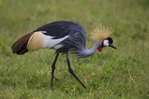 Africa. Tanzania. Grey crowned crane (Balearica regulorum) at Ngorongoro crater