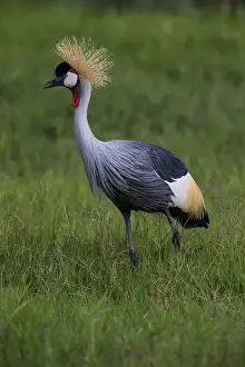 Africa. Tanzania. Grey crowned crane (Balearica regulorum) at Ngorongoro crater