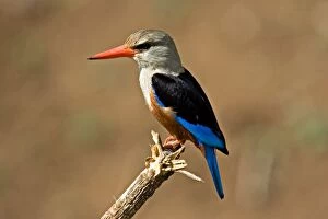 Africa, Tanzania, Grey-headed Kingfisher (Halcyon leucocephala)