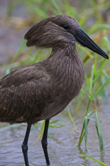 Tanzania Gallery: Africa. Tanzania. Hamerkop (Scopus U. umbretta) at Tarangire NP