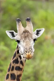 Africa Collection: Africa, Tanzania. A head shot of a Masai giraffe